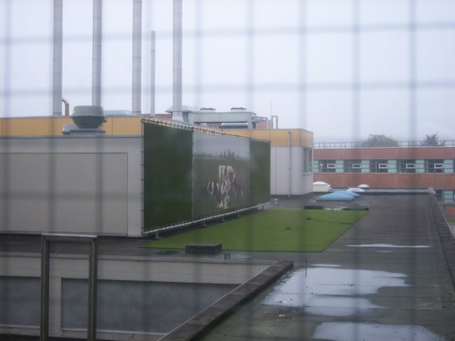 De beroemde koeien.JPG